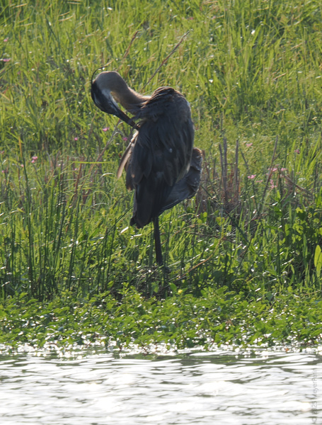 Ever seen a great blue heron attempt yoga? This feathered pro proves self-care isn't just for Sundays—it's for every sunbeam by the water. Ever seen a great blue heron attempt yoga? This feathered pro proves self-care isn't just for Sundays—it's for every sunbeam by the water.