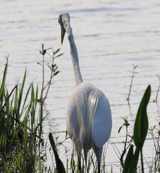 Don’t mind me, just a great egret practicing my runway walk. When life gets ruffled, find your water and strut on. Don’t mind me, just a great egret practicing my runway walk. When life gets ruffled, find your water and strut on.