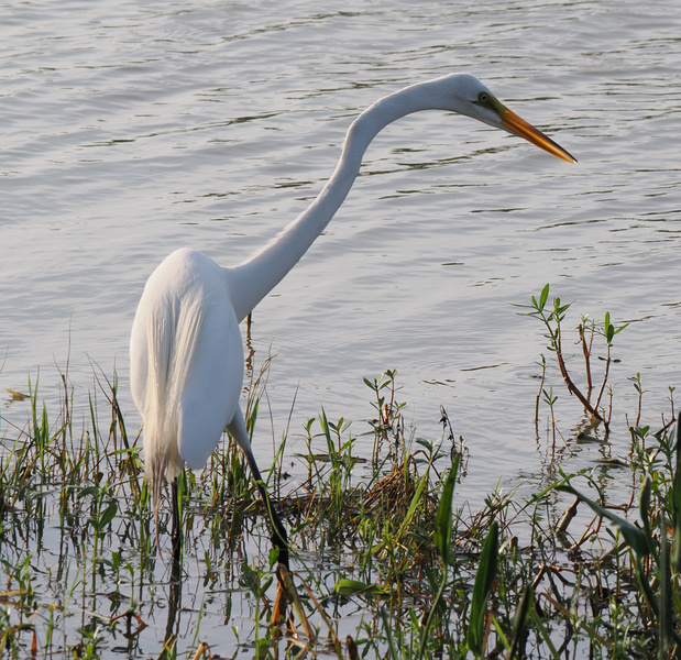 When your neck game is strong and your patience even stronger. The great egret masters the art of fishing—and looking fabulous while doing it. When your neck game is strong and your patience even stronger. The great egret masters the art of fishing—and looking fabulous while doing it.