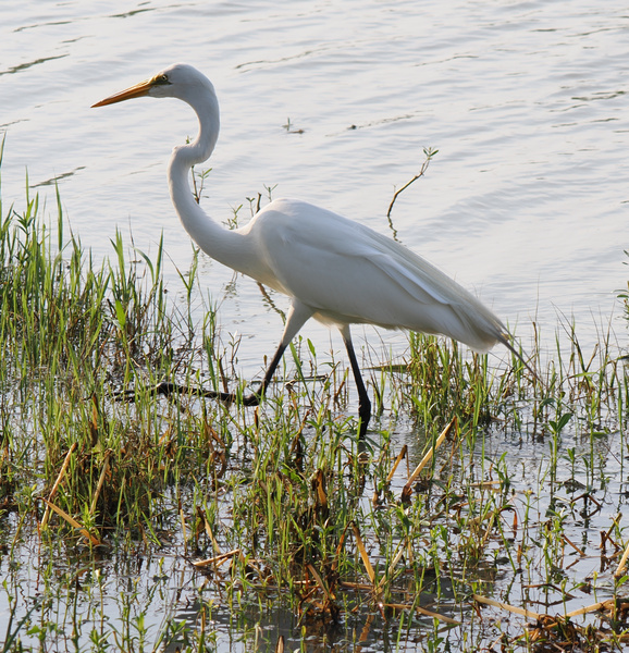 Walk with confidence, just like this Great Egret—showing us how to keep it cool and classy, even in muddy waters. Lessons in grace, straight from the wetlands. Walk with confidence, just like this Great Egret—showing us how to keep it cool and classy, even in muddy waters. Lessons in grace, straight from the wetlands.
