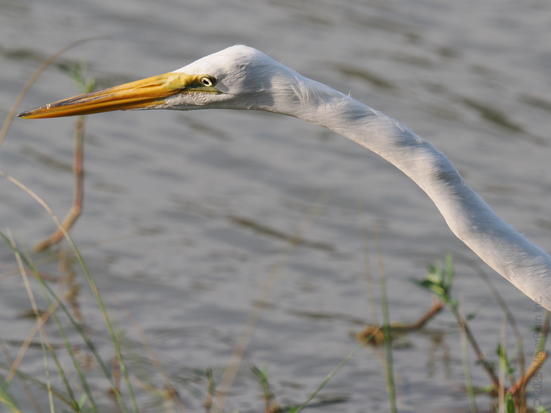 Ever feel like someone’s watching your lunch? This great egret’s neck game is on point—and so is its patience. Ever feel like someone’s watching your lunch? This great egret’s neck game is on point—and so is its patience.