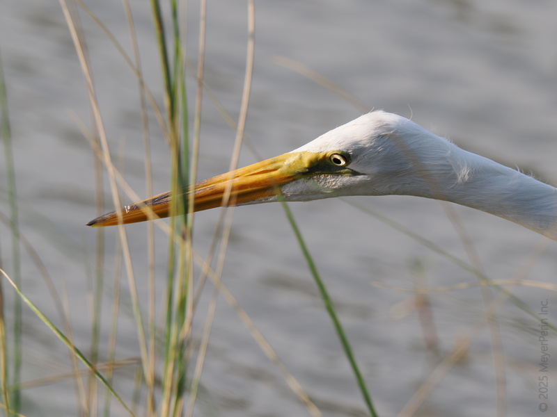 Ever seen an egret on a stealth mission? That’s focus. Sometimes finding what you’re after just takes patience—and a seriously sharp beak. Ever seen an egret on a stealth mission? That’s focus. Sometimes finding what you’re after just takes patience—and a seriously sharp beak.