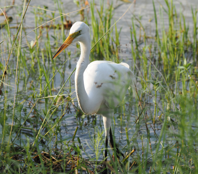 Caught you staring! The great egret is here to show you how to strut your stuff in nature’s chicest wetland runway. Ready to level up your elegance game? Caught you staring! The great egret is here to show you how to strut your stuff in nature’s chicest wetland runway. Ready to level up your elegance game?