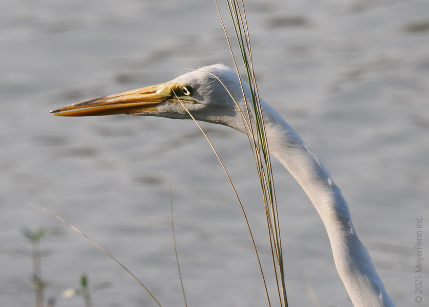Did someone say “slim fit”? This Great Egret nails the art of the long neck and longer patience—proof that good things come to those who wait by the water. Did someone say “slim fit”? This Great Egret nails the art of the long neck and longer patience—proof that good things come to those who wait by the water.