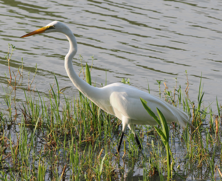Who needs runway models when you have a Great Egret strutting this kind of elegance? Nature knows the power of a good neck and a killer stare. Who needs runway models when you have a Great Egret strutting this kind of elegance? Nature knows the power of a good neck and a killer stare.