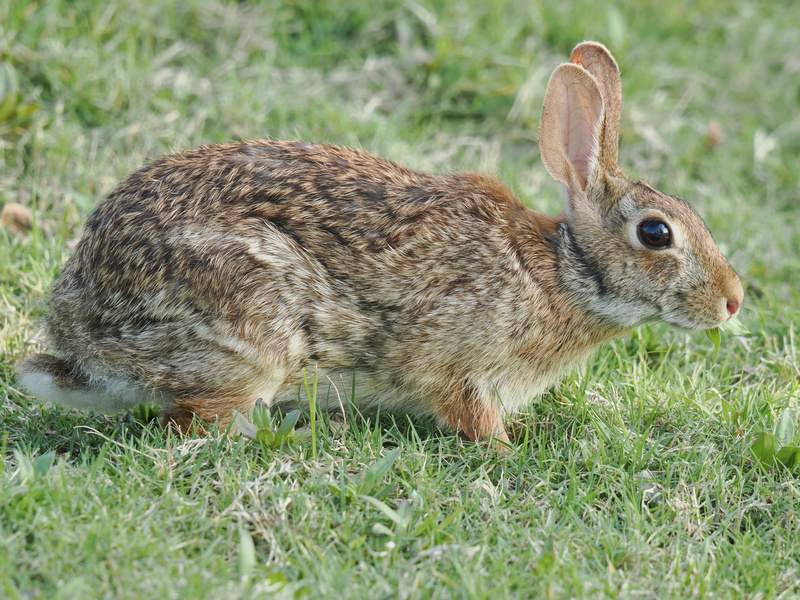 Ready to hop into something new? This rabbit’s got big ears for gossip and even bigger dreams for adventure. Catch me if you carrot! Ready to hop into something new? This rabbit’s got big ears for gossip and even bigger dreams for adventure. Catch me if you carrot!