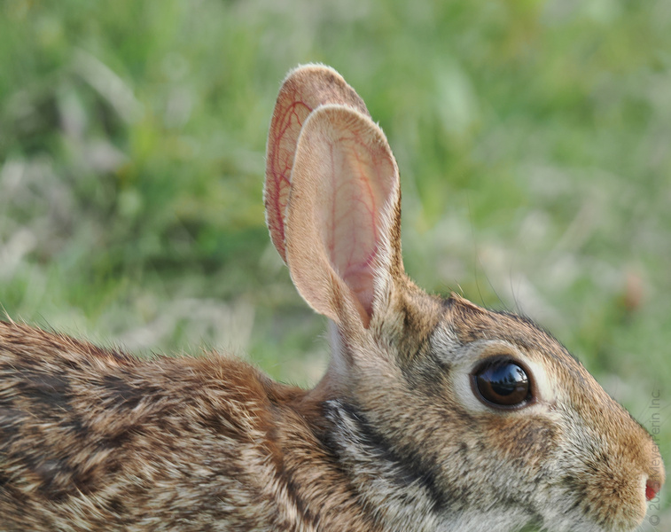 Can you ear me now? This rabbit is all ears and ready for today’s adventures—what about you? Let’s hop to it! Can you ear me now? This rabbit is all ears and ready for today’s adventures—what about you? Let’s hop to it!