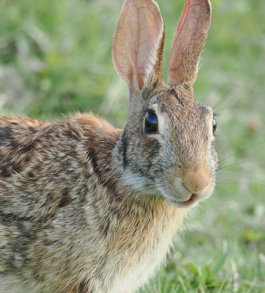 Did someone say snack time? This rabbit’s ears are always up for the latest gossip—and maybe a crunchy carrot or two. Did someone say snack time? This rabbit’s ears are always up for the latest gossip—and maybe a crunchy carrot or two.