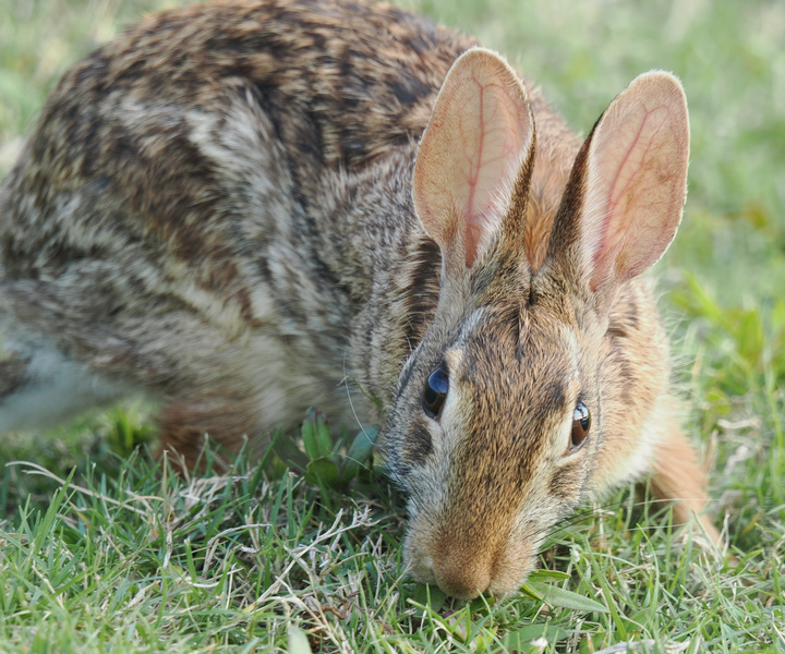 Warning: Cuteness ahead! This rabbit’s got ears tuned to gossip and a nose for the freshest greens. Who else wants to join the garden party?