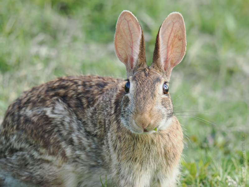 Did someone say snack time? This rabbit’s on a mission to find the freshest greens—ears up, nose twitching, and always ready for the next crunchy bite. Did someone say snack time? This rabbit’s on a mission to find the freshest greens—ears up, nose twitching, and always ready for the next crunchy bite.