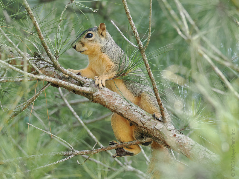 Ready, set, squirrel! Who needs the gym when you’ve got branches to climb and pinecones to conquer? This squirrel is living its best acorn-chasing life. Ready, set, squirrel! Who needs the gym when you’ve got branches to climb and pinecones to conquer? This squirrel is living its best acorn-chasing life.