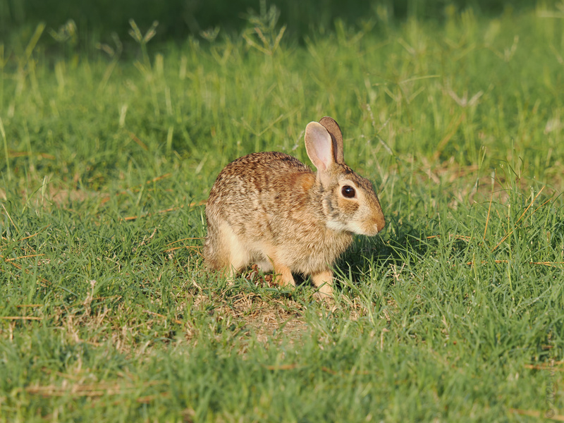 Hop to it—this rabbit just set the bar for looking adorable while minding its own business. Proof that sometimes you just need to pause and enjoy the grass under your feet.