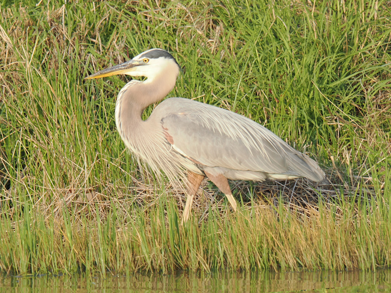 Ready for a heron-style glow-up? This Great Blue Heron proves that patience, poise, and the perfect angle are always in fashion. Ready for a heron-style glow-up? This Great Blue Heron proves that patience, poise, and the perfect angle are always in fashion.