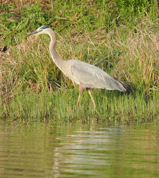 Ready for a masterclass in patience? Watch this Great Blue Heron turn the shoreline into a runway—and fishing into an art form. Ready for a masterclass in patience? Watch this Great Blue Heron turn the shoreline into a runway—and fishing into an art form.