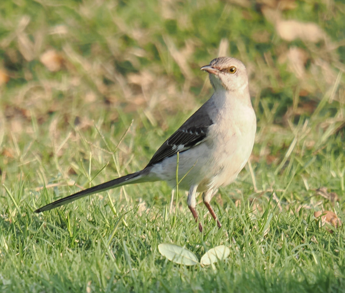 Who’s that singing and strutting? It’s the Northern Mockingbird, bringing style and serious vocal range to your backyard concert! Who’s that singing and strutting? It’s the Northern Mockingbird, bringing style and serious vocal range to your backyard concert!
