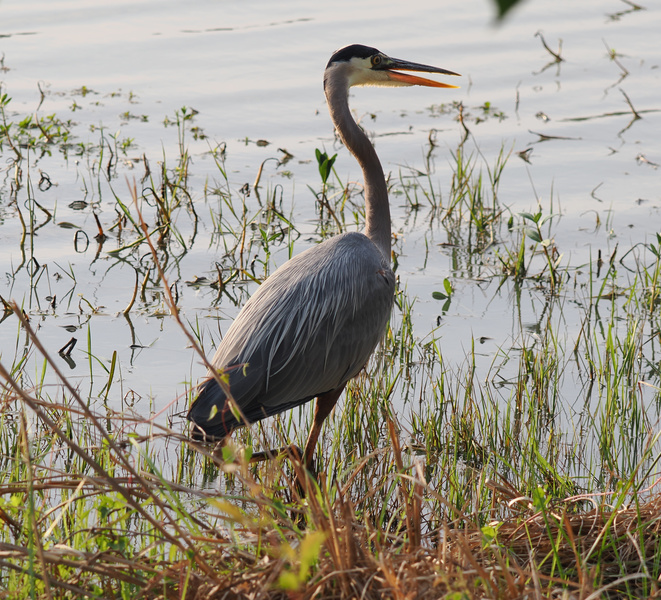 Caught looking fly? This Great Blue Heron knows how to stand tall and steal the show by the water’s edge. Nature’s runway moment, feathered edition. Caught looking fly? This Great Blue Heron knows how to stand tall and steal the show by the water’s edge. Nature’s runway moment, feathered edition.