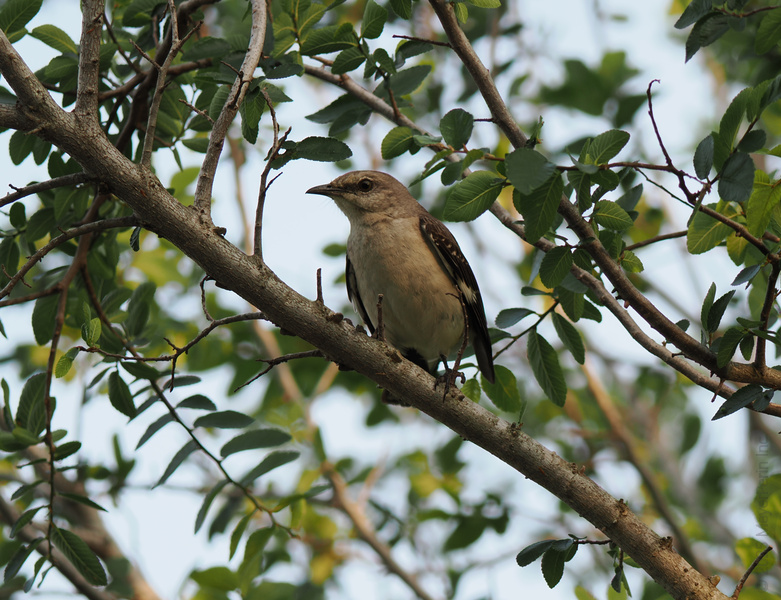 Ever feel like someone’s watching you? This clever mockingbird is judging your playlist—and he knows he can sing it better. Nature’s original cover artist at work! Ever feel like someone’s watching you? This clever mockingbird is judging your playlist—and he knows he can sing it better. Nature’s original cover artist at work!