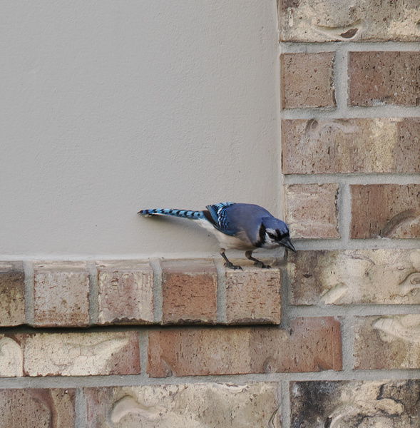 Blue Jay on brick patrol! When you’re bold, stylish, and on a mission—even the ledges become runways. Blue Jay on brick patrol! When you’re bold, stylish, and on a mission—even the ledges become runways.