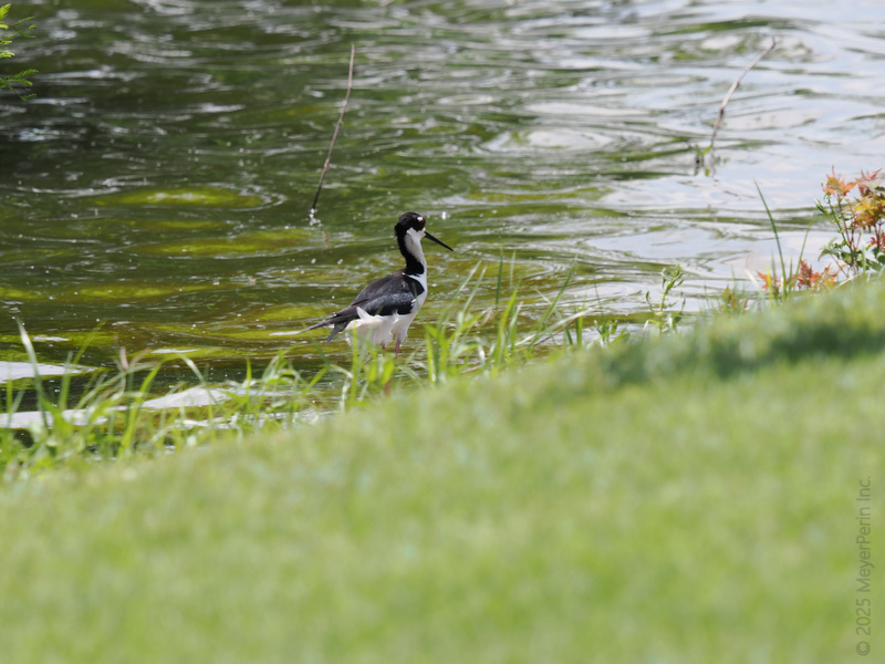 Caught mid-wade, this lapwing is serving pondside chic and keeping things cool. Nature called, and he answered—with impeccable style. Caught mid-wade, this lapwing is serving pondside chic and keeping things cool. Nature called, and he answered—with impeccable style.