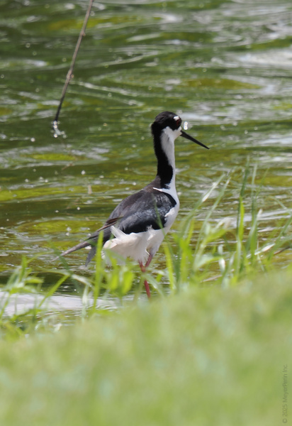 Strutting into summer like this Black-necked Stilt—sometimes you just have to wade in and make a splash! Strutting into summer like this Black-necked Stilt—sometimes you just have to wade in and make a splash!