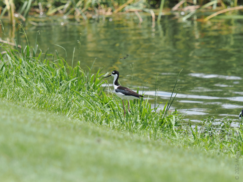 Spotted: Black-necked Stilt strutting the shoreline runway. Proof that the best legs in nature come in a feathered package! Spotted: Black-necked Stilt strutting the shoreline runway. Proof that the best legs in nature come in a feathered package!