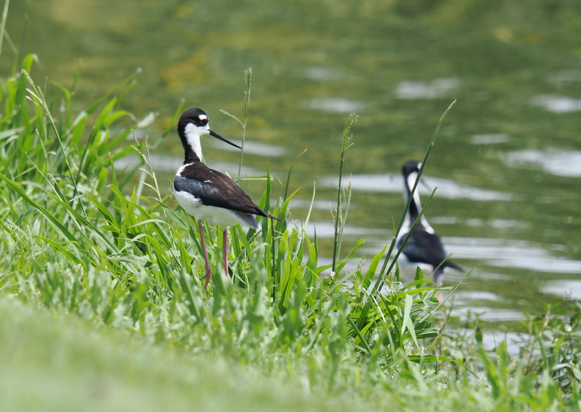 Strutting into summer like this black-necked stilt—legs for days, views for miles. Who else is ready to wade into adventure? Strutting into summer like this black-necked stilt—legs for days, views for miles. Who else is ready to wade into adventure?