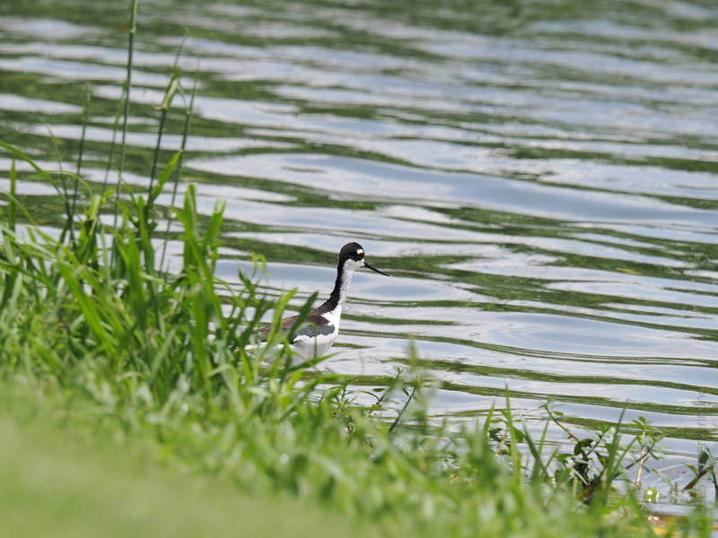 Who needs a runway when you have a shoreline? This Black-necked Stilt just turned the lakeside into its own personal catwalk. Nature’s got style, and it’s strutting today! Who needs a runway when you have a shoreline? This Black-necked Stilt just turned the lakeside into its own personal catwalk. Nature’s got style, and it’s strutting today!