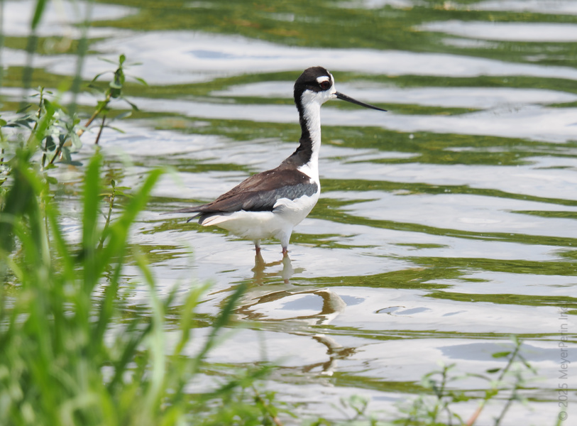 Who says you can’t be stylish at the pond? The Black-necked Stilt is here to show that long legs and bold stripes always make a splash! Who says you can’t be stylish at the pond? The Black-necked Stilt is here to show that long legs and bold stripes always make a splash!