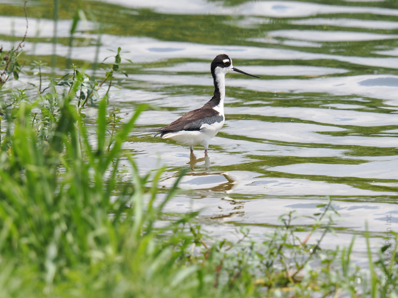 Spot the Black-necked Stilt turning the pond into a runway—proof that confidence and great legs never go out of style. Spot the Black-necked Stilt turning the pond into a runway—proof that confidence and great legs never go out of style.