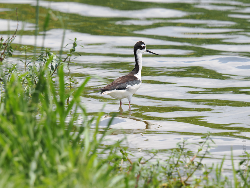 Step aside, catwalk models—this Black-necked Stilt struts its stuff right at the water’s edge. Proof that long legs always make a splash! Step aside, catwalk models—this Black-necked Stilt struts its stuff right at the water’s edge. Proof that long legs always make a splash!