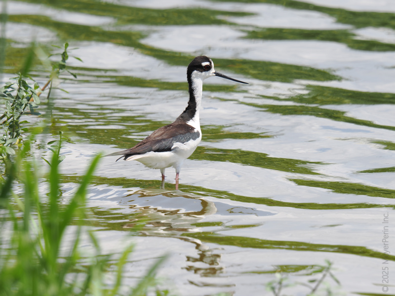 When you’ve got legs for days, every puddle is a runway. Watch this Black-necked Stilt strut its stuff and turn the wetlands into the chicest spot in town! When you’ve got legs for days, every puddle is a runway. Watch this Black-necked Stilt strut its stuff and turn the wetlands into the chicest spot in town!