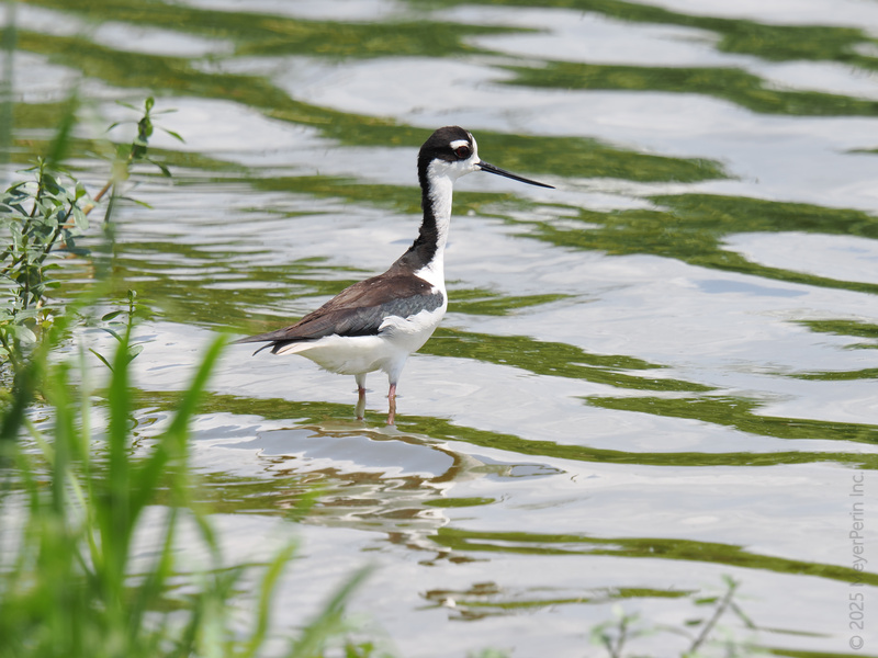Strutting through life on stilt-legs—this Black-necked Stilt knows how to make a splash and turn a puddle into a runway. Watch out, world! Strutting through life on stilt-legs—this Black-necked Stilt knows how to make a splash and turn a puddle into a runway. Watch out, world!