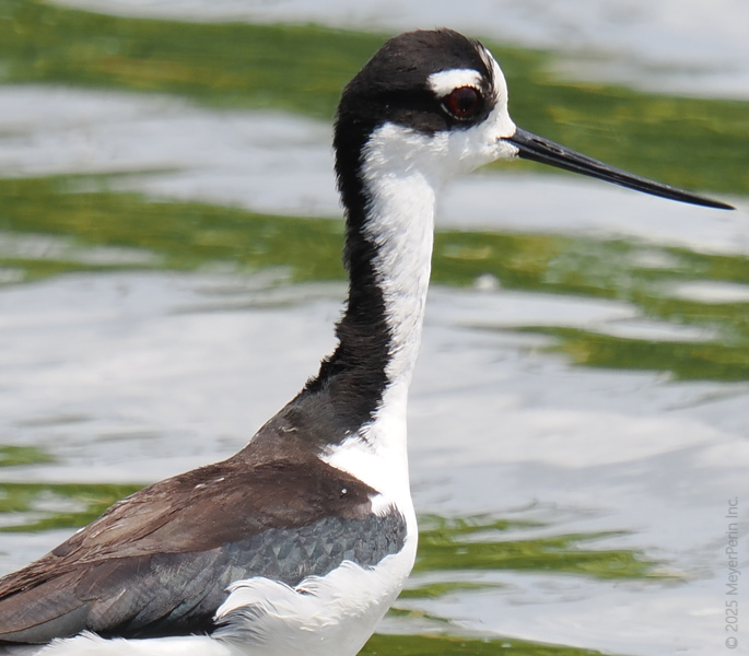 Caught staring? This Black-necked Stilt turns heads with every step—proving you don’t need bright colors to make a seriously bold statement. Caught staring? This Black-necked Stilt turns heads with every step—proving you don’t need bright colors to make a seriously bold statement.