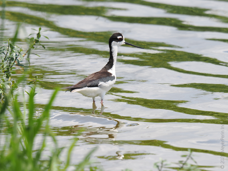 Ready for a lesson in elegance? This Black-necked Stilt wades with style—proving long legs and sophistication never go out of fashion. Ready for a lesson in elegance? This Black-necked Stilt wades with style—proving long legs and sophistication never go out of fashion.