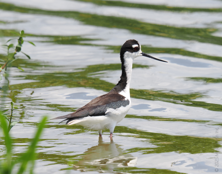 Who runs the wetlands? This Black-necked Stilt, strutting tall and looking sharp while scouting for snacks—call it high fashion on stilts. Who runs the wetlands? This Black-necked Stilt, strutting tall and looking sharp while scouting for snacks—call it high fashion on stilts.