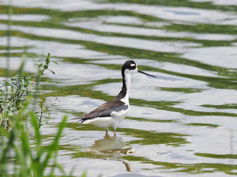 Looking for style tips? This Black-necked Stilt rocks monochrome better than a Paris runway model. When you’ve got legs this long, every day’s a strut! Looking for style tips? This Black-necked Stilt rocks monochrome better than a Paris runway model. When you’ve got legs this long, every day’s a strut!