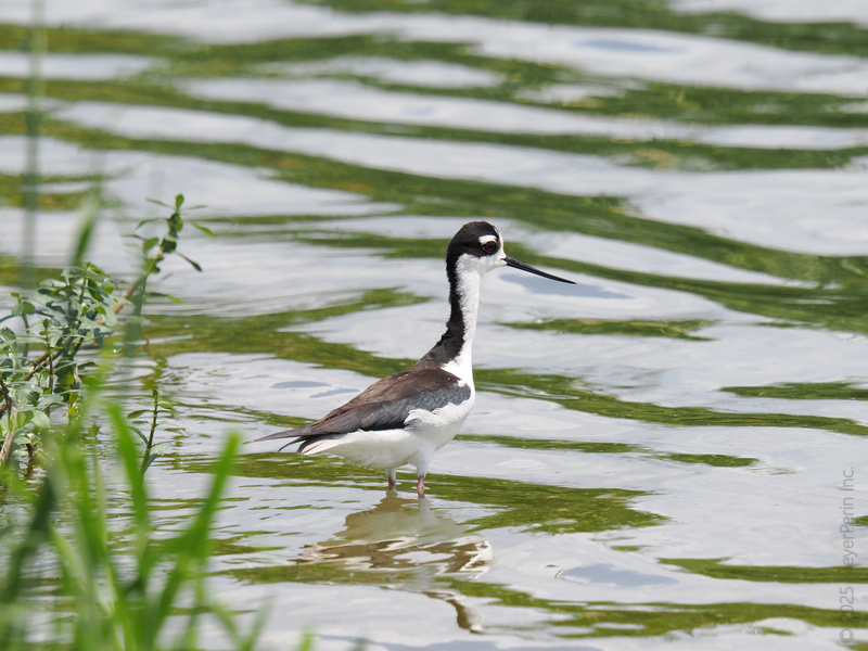 Stop and stare—this Black-necked Stilt just turned a casual wade into a runway moment. When it comes to standing out, long legs always win. Stop and stare—this Black-necked Stilt just turned a casual wade into a runway moment. When it comes to standing out, long legs always win.
