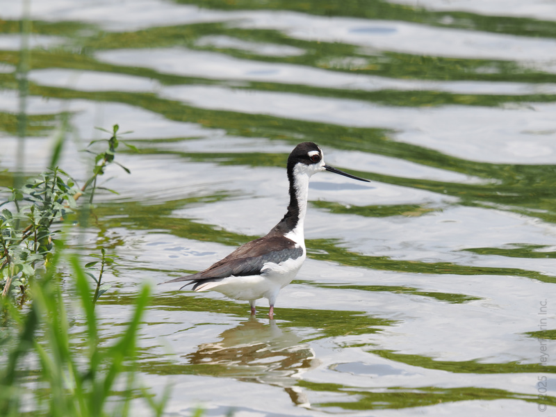 Strutting into Monday like this Black-necked Stilt—legs for days, style for miles, and always ready to make a splash. Strutting into Monday like this Black-necked Stilt—legs for days, style for miles, and always ready to make a splash.