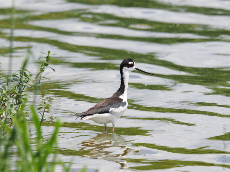 No need to adjust your vision—this Black-necked Stilt really is walking on water. Strutting in style, it proves that long legs were always in fashion. No need to adjust your vision—this Black-necked Stilt really is walking on water. Strutting in style, it proves that long legs were always in fashion.