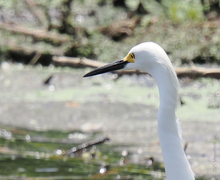 Looking for elegance in nature? The Snowy Egret rocks a fancy feathered look and a sharp gaze that means business at the water’s edge. Looking for elegance in nature? The Snowy Egret rocks a fancy feathered look and a sharp gaze that means business at the water’s edge.