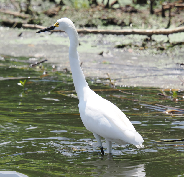 Strutting through Monday like this Snowy Egret—graceful, focused, and ready to snag whatever opportunity swims by. Are you wading into greatness today? Strutting through Monday like this Snowy Egret—graceful, focused, and ready to snag whatever opportunity swims by. Are you wading into greatness today?