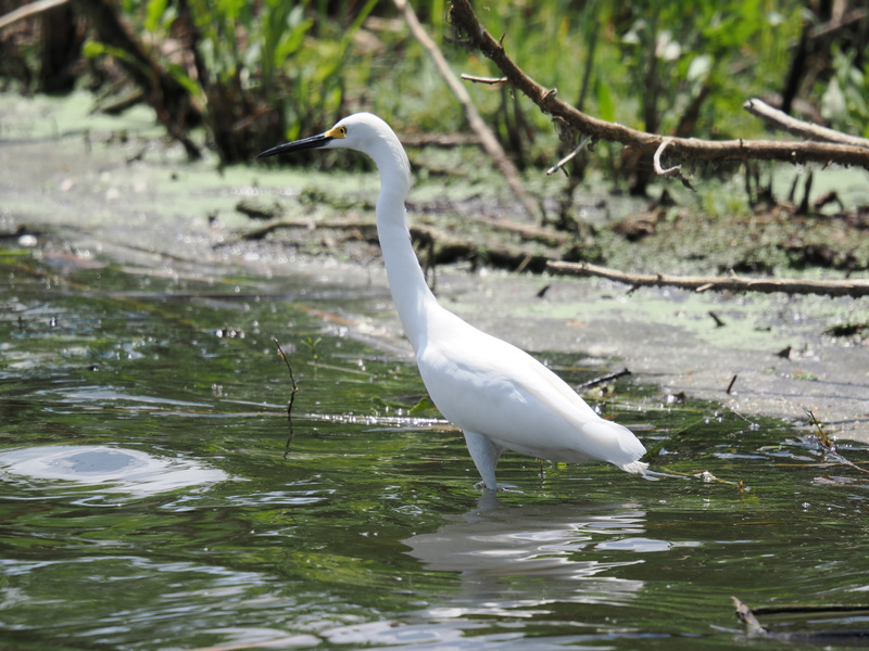 Standing tall and dressed in white, this Snowy Egret turns every puddle into a runway. Water’s never looked so stylish. Standing tall and dressed in white, this Snowy Egret turns every puddle into a runway. Water’s never looked so stylish.