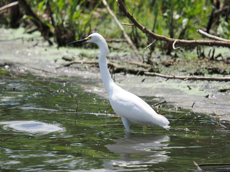 Who needs a red carpet when you’ve got wetlands? This Snowy Egret is strutting its stuff and turning every swamp into a runway. Who needs a red carpet when you’ve got wetlands? This Snowy Egret is strutting its stuff and turning every swamp into a runway.