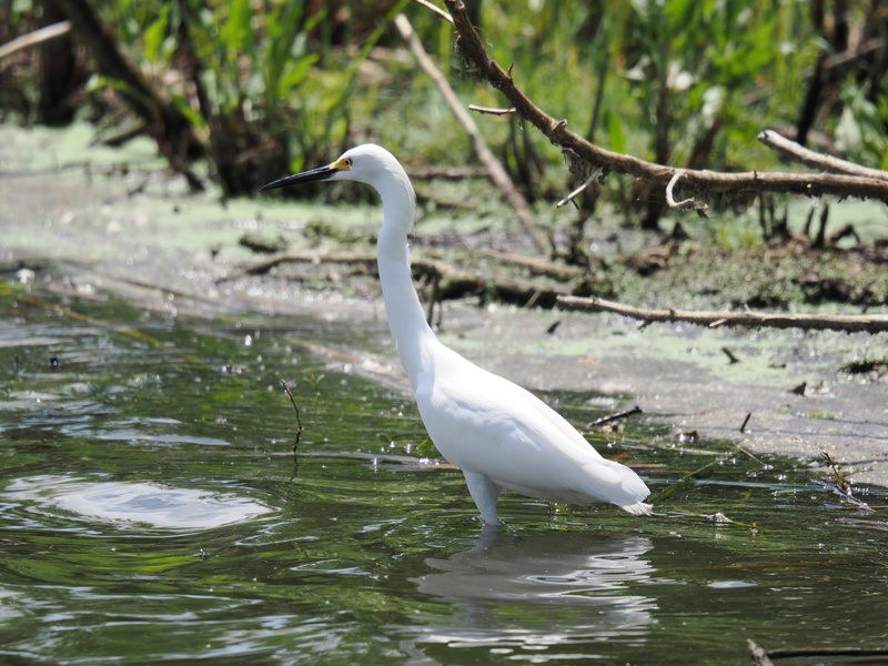 Wading into style like this snowy egret—where patience meets pure elegance. Sometimes the best catches come to those who wait (and slay the wetland runway). Wading into style like this snowy egret—where patience meets pure elegance. Sometimes the best catches come to those who wait (and slay the wetland runway).
