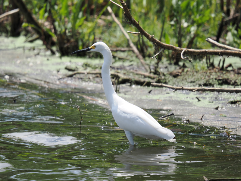 Don’t just wing it—be like this Snowy Egret and wade boldly into new territory. Elegant, focused, and never afraid to get your feet wet. Don’t just wing it—be like this Snowy Egret and wade boldly into new territory. Elegant, focused, and never afraid to get your feet wet.