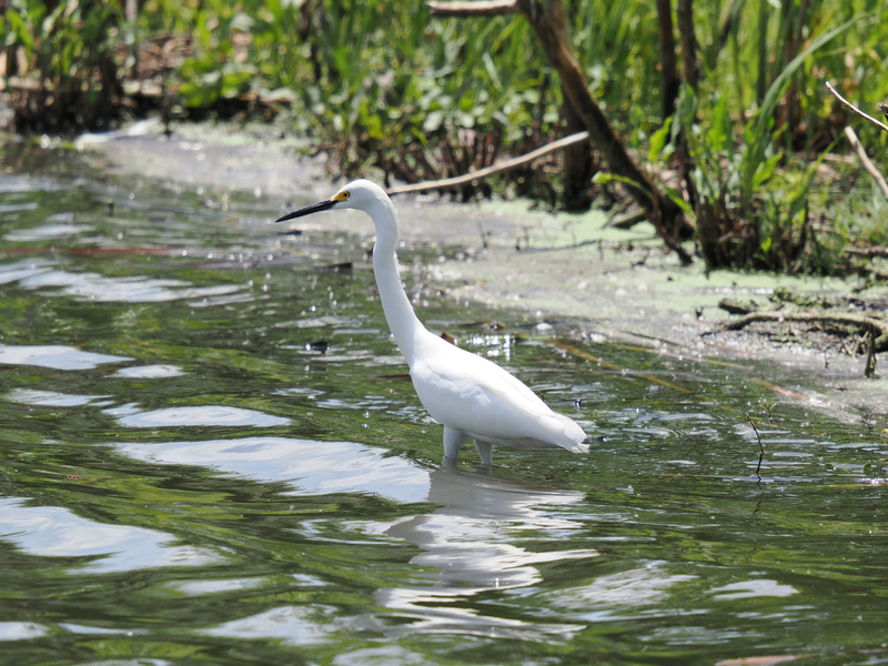 When you strut like a Snowy Egret, every puddle is a runway. This bird knows how to keep it cool, calm, and impossibly elegant—nature’s model on standby. When you strut like a Snowy Egret, every puddle is a runway. This bird knows how to keep it cool, calm, and impossibly elegant—nature’s model on standby.