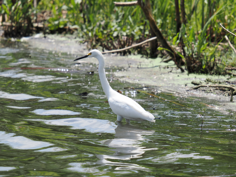 When life gets muddy, channel your inner egret and stride through with style—grace is always in season. When life gets muddy, channel your inner egret and stride through with style—grace is always in season.