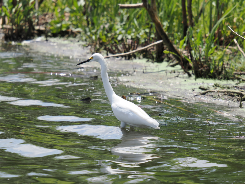 Who needs a catwalk when you’ve got wetlands? This elegant egret struts in style, proving you can own any runway—even if it’s a riverbank. Who needs a catwalk when you’ve got wetlands? This elegant egret struts in style, proving you can own any runway—even if it’s a riverbank.