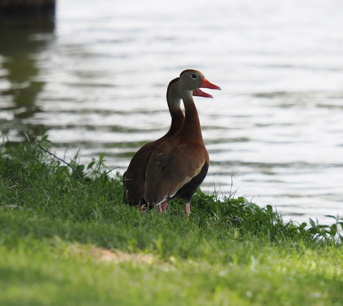 Double trouble or double the fun? These Black-bellied Whistling Ducks are here for a lakeside gossip session and you’re invited to listen in! Double trouble or double the fun? These Black-bellied Whistling Ducks are here for a lakeside gossip session and you’re invited to listen in!