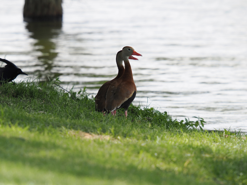 Who’s got something to quack about? This black-bellied whistling duck is serving lakeside gossip and soaking up the spotlight. Your move, paparazzi. Who’s got something to quack about? This black-bellied whistling duck is serving lakeside gossip and soaking up the spotlight. Your move, paparazzi.
